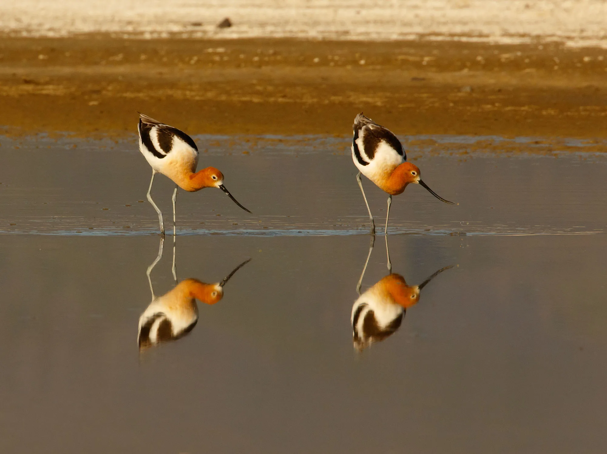 Duet of American Avocets feeding on alkali flats