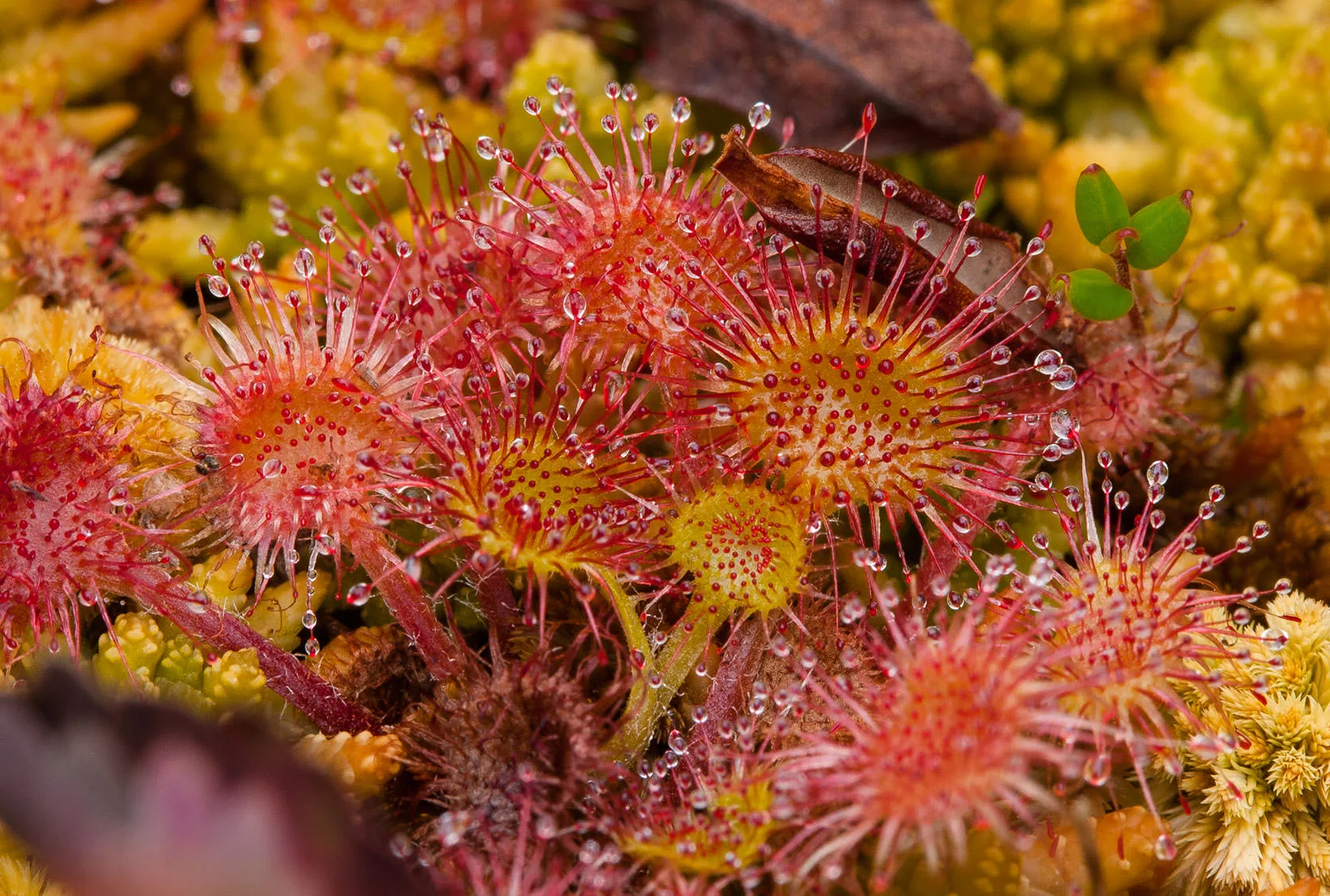 Sundew Plants in a bog near Tofino, Vancouver Island