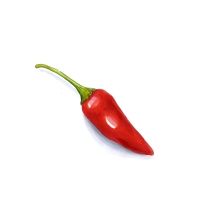 Super Chili pepper illustrated in watercolor and ink on a white background