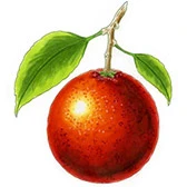 A sweet orange — Part IV of The Citrus Kingdom