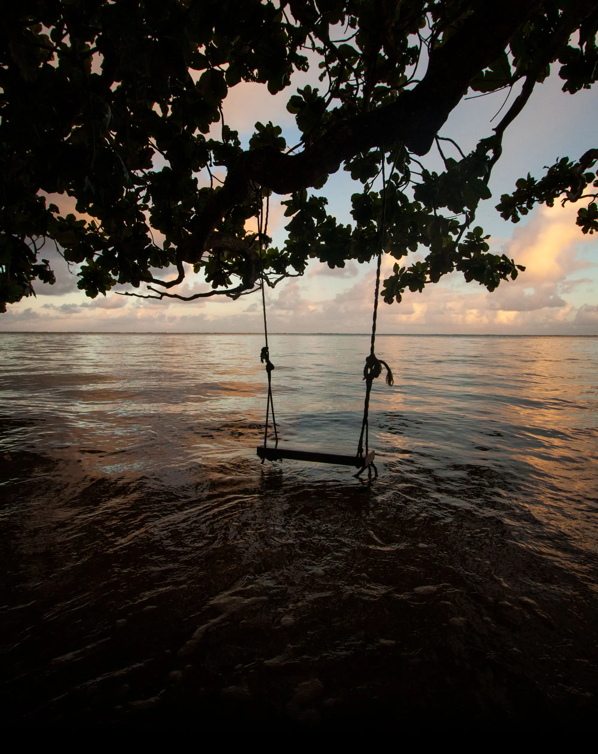 A rope swing hanging from a spreading tree over the calm sea at dusk, Anini Beach, Kauai