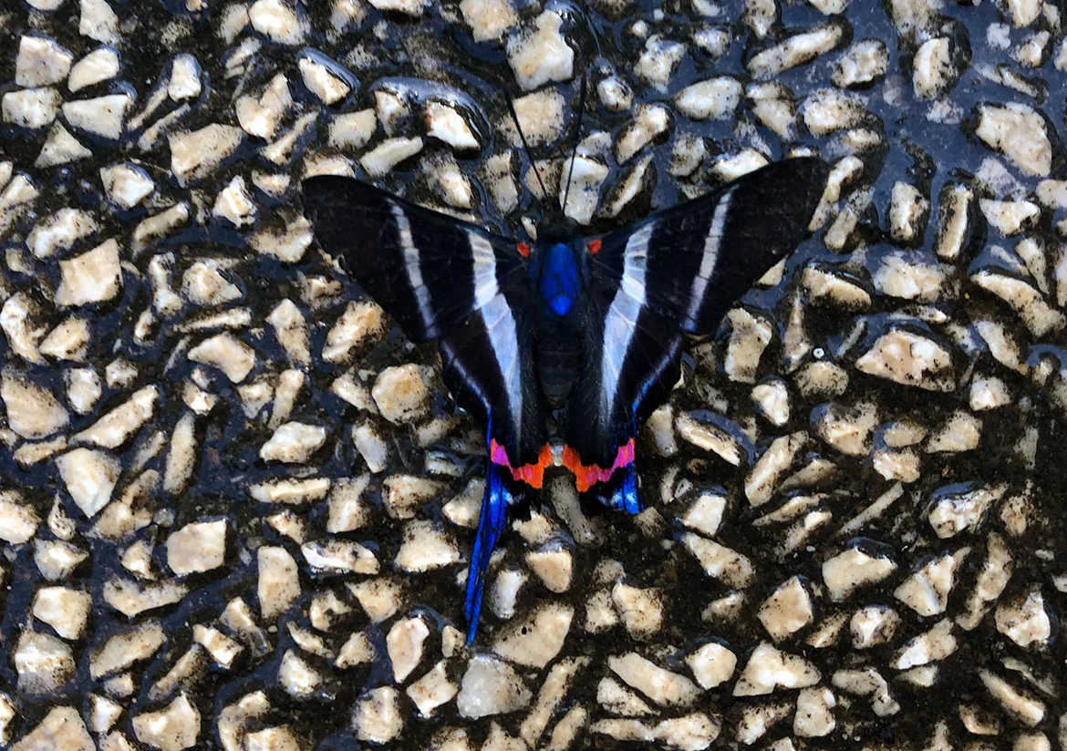 Sword-tailed Beautymark (Rhetus arcius), Tamarindo, Guanacaste Province, Costa Rica