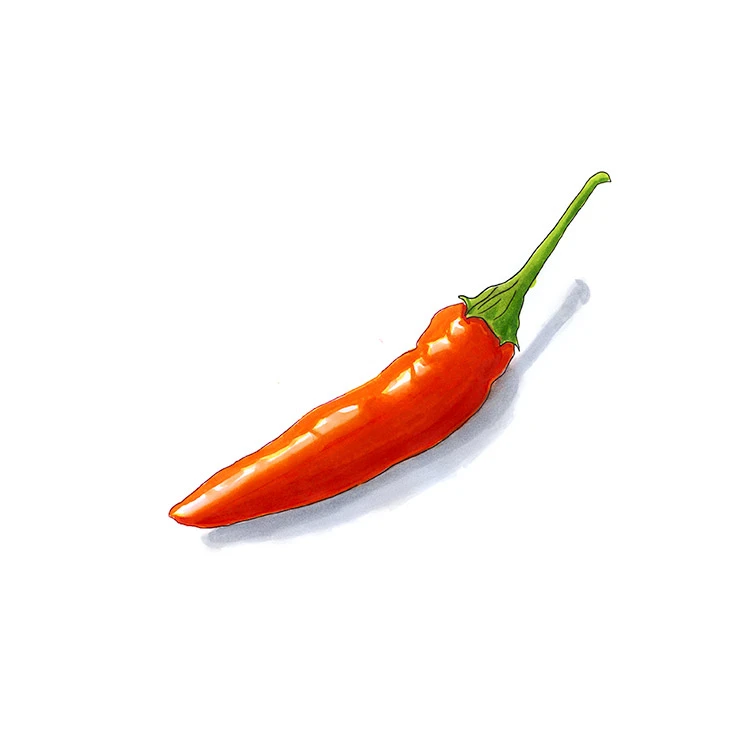 Tabasco pepper illustrated in watercolor and ink on a white background