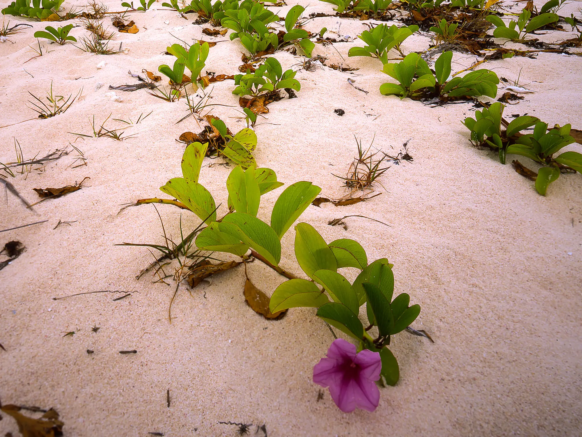 Beach morning-glory vines and a single pink bloom spreading across white sand, Tahiti Beach, Elbow Cay