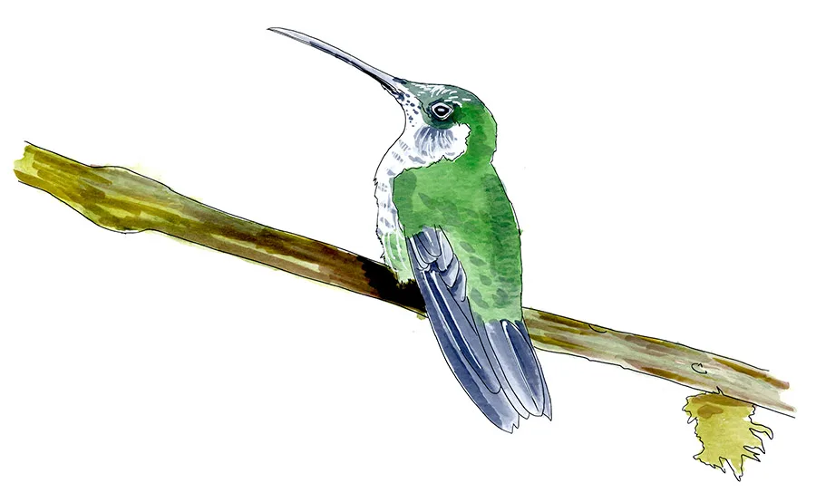 Watercolor and Copic marker sketch of a Talamanca Hummingbird (Eugenes spectabilis), by Erik Gauger.