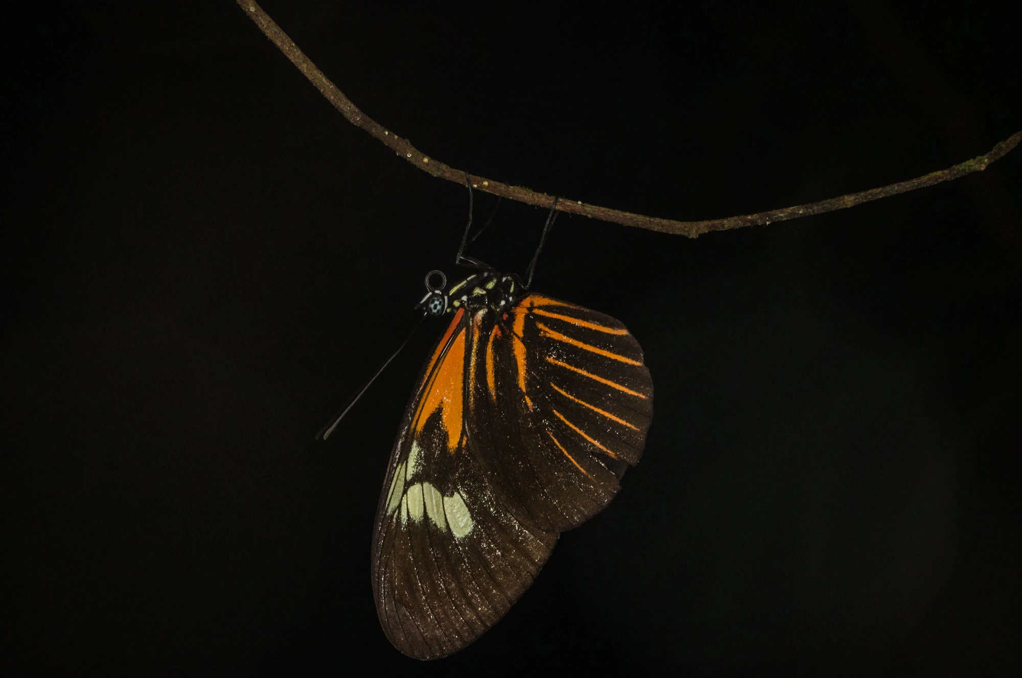 Heliconius butterfly resting beneath a branch in the Tambopata rainforest, its dark wings marked with vivid orange bands and a pale white patch glowing against the black night backdrop.