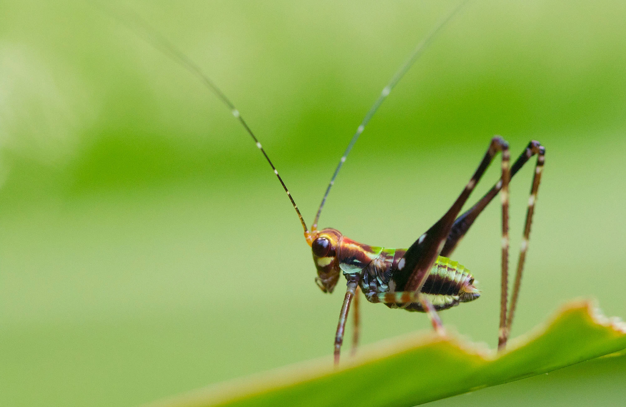Colorful grasshopper nymph in the Tambopata rainforest, its striped legs and iridescent green-and-maroon body sharply defined against a soft green background as it stands poised on a leaf edge.