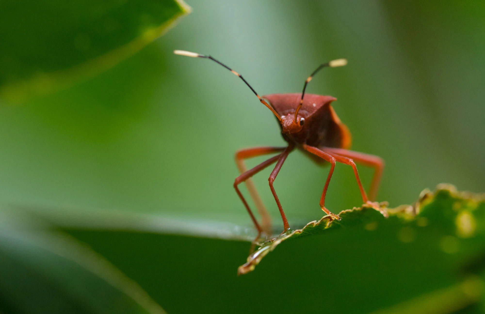 A leaf-footed bug (Coreidae) perched on a rainforest leaf near the Tambopata Research Center, its reddish body and banded antennae standing out against soft green foliage.