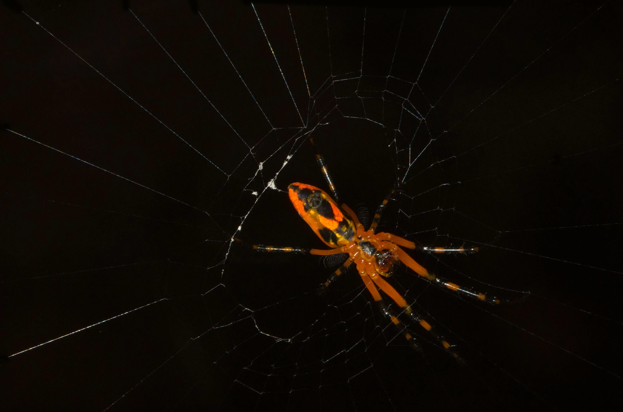 An orange-and-black Amazonian orbweaver poised at the center of its web in the Tambopata rainforest, its vivid legs and patterned abdomen glowing against the dark night background.