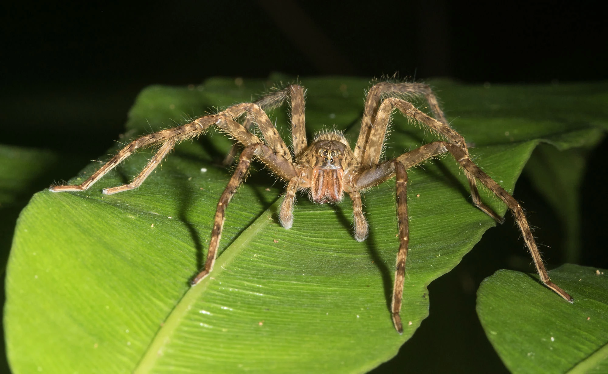 A large wolf spider perched alertly on a rainforest leaf in Tambopata, its long banded legs splayed wide and forward-facing eyes catching the beam of a night walk light.