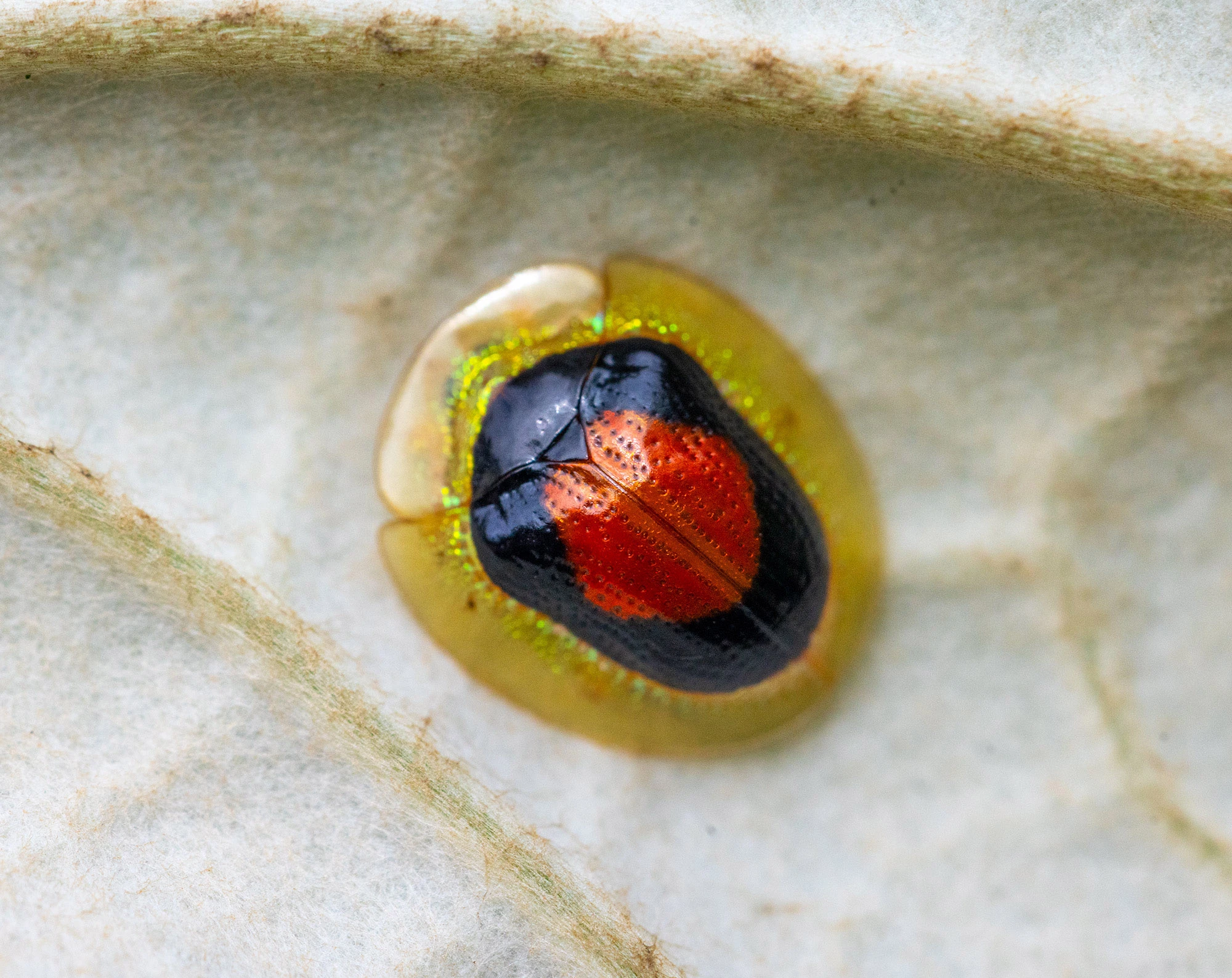 Tapinaspis atroannulus tortoise beetle resting on a leaf along the Río Guayabo in Costa Rica, its domed shell edged with a translucent golden margin.