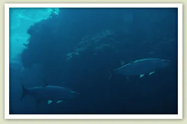 Tarpon swim along the Great Guana Cay barrier reef. Photo by Erik gauger