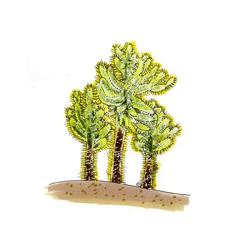 Watercolor illustration of teddy bear cholla (Cylindropuntia bigelovii), three fuzzy-looking, golden-spined cacti with dark trunks.