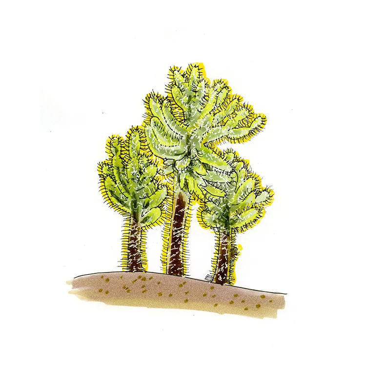 Watercolor illustration of teddy bear cholla (Cylindropuntia bigelovii), three fuzzy-looking, golden-spined cacti with dark trunks.