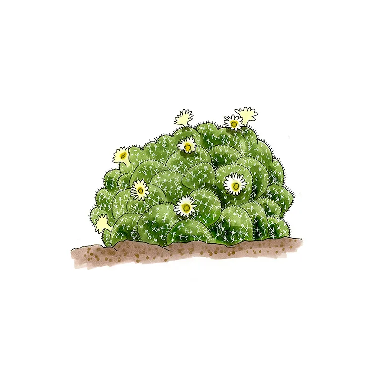 Watercolor illustration of a Texas nipple cactus (Mammillaria prolifera), a low clustered mound with small white flowers.