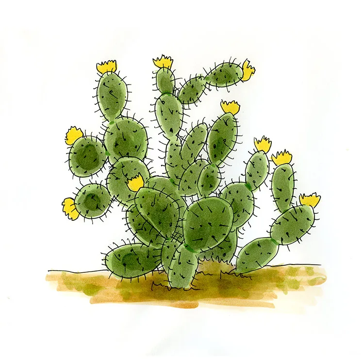 Watercolor illustration of a Texas pricklypear (Opuntia engelmannii), a spreading clump of round pads with yellow flowers.