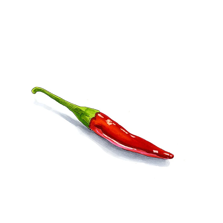 Thai Dragon pepper illustrated in watercolor and ink on a white background