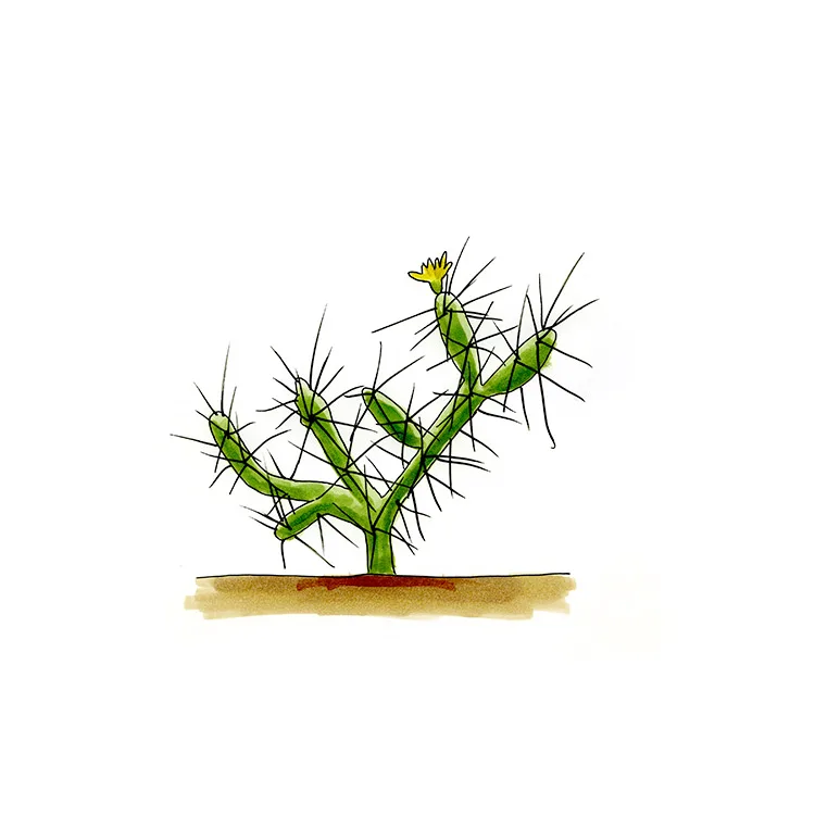 Watercolor illustration of a thistle cholla (Cylindropuntia davisii), a small branching cactus with long spines and a yellow flower.