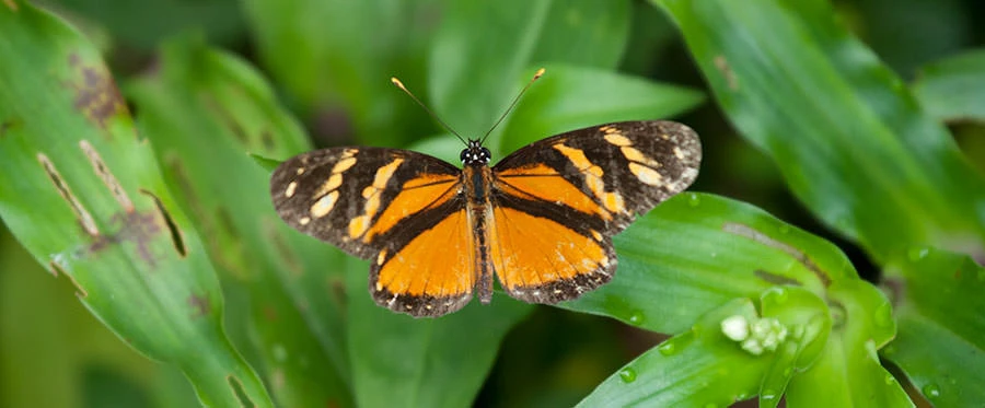 Three-banded Crescent (Eresia ithomioides alsina), Panama