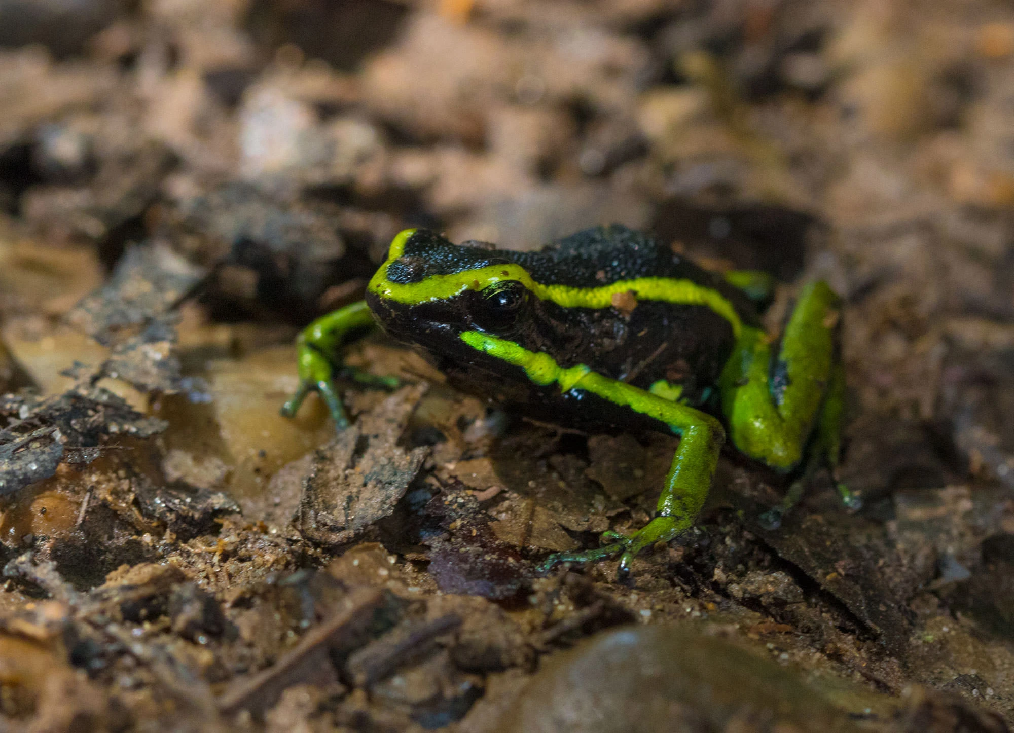 A Three-striped Poison Frog with bright neon-green stripes resting on damp rainforest leaf litter, its dark skin beaded with moisture as it watches from the forest floor.