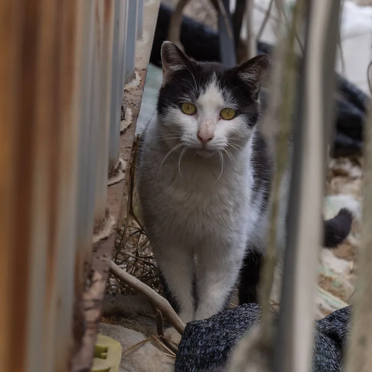 Country cat hiding among stacked fishing crates on the coast of Ganghwa Island, South Korea.