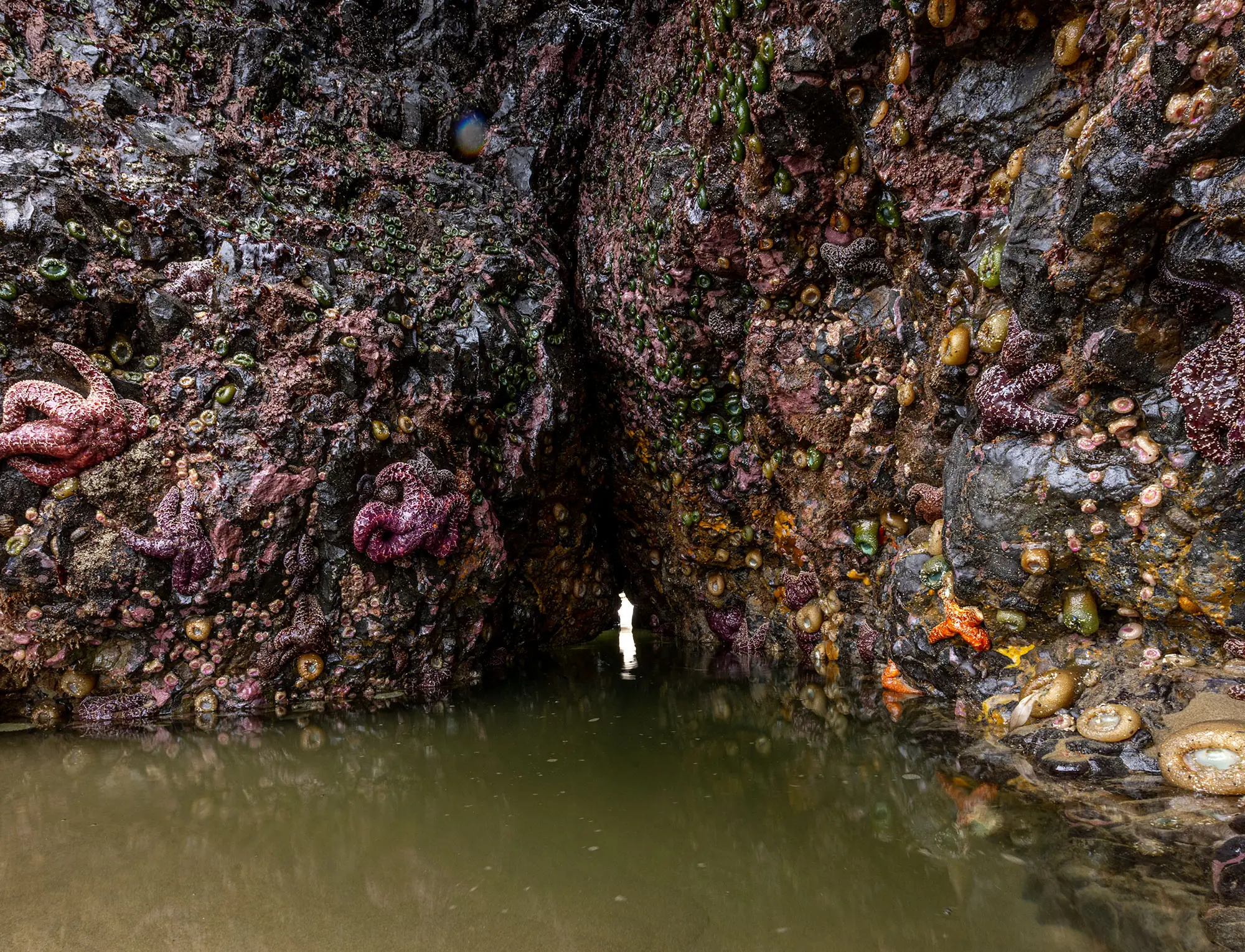 A tidal cave at Indian Beach in Ecola State Park, walls packed with purple ochre sea stars, aggregating anemones and barnacles.