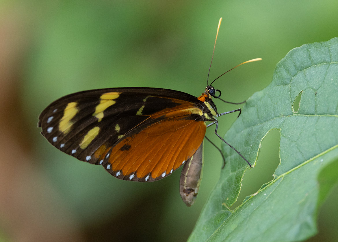 Tiger Longwing (Heliconius hecale), photographed at Angostura Lagoon, Cartago Province.