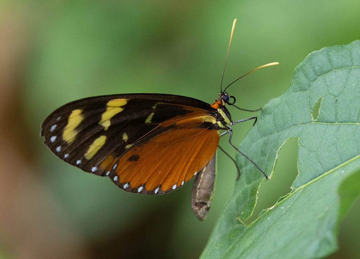 Tiger Longwing (Heliconius hecale), Angostura Lagoon, Cartago Province, Costa Rica