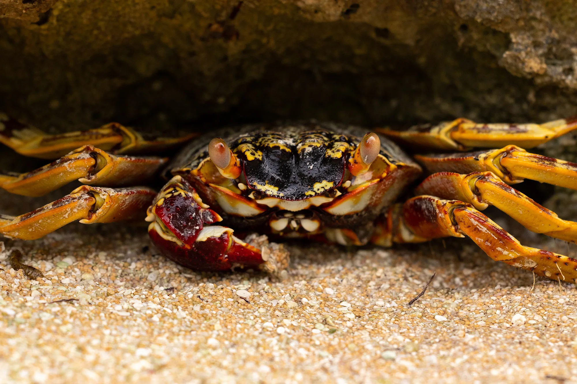 A thin-shelled rock crab (Grapsus tenuicrustatus) crouched in a shaded crevice on an uninhabited motu of Tikehau.