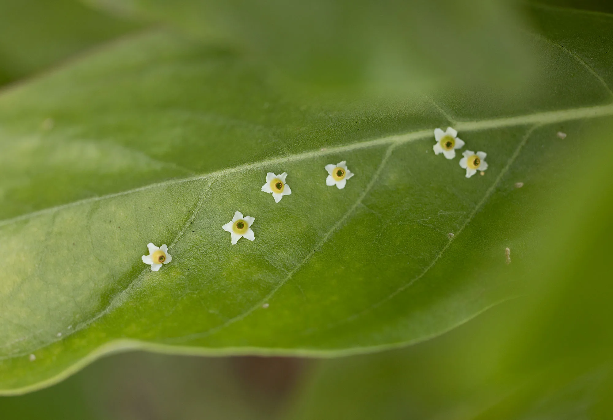 Tiny white star-shaped flowers fallen onto the green leaf of a native plant on Tikehau.
