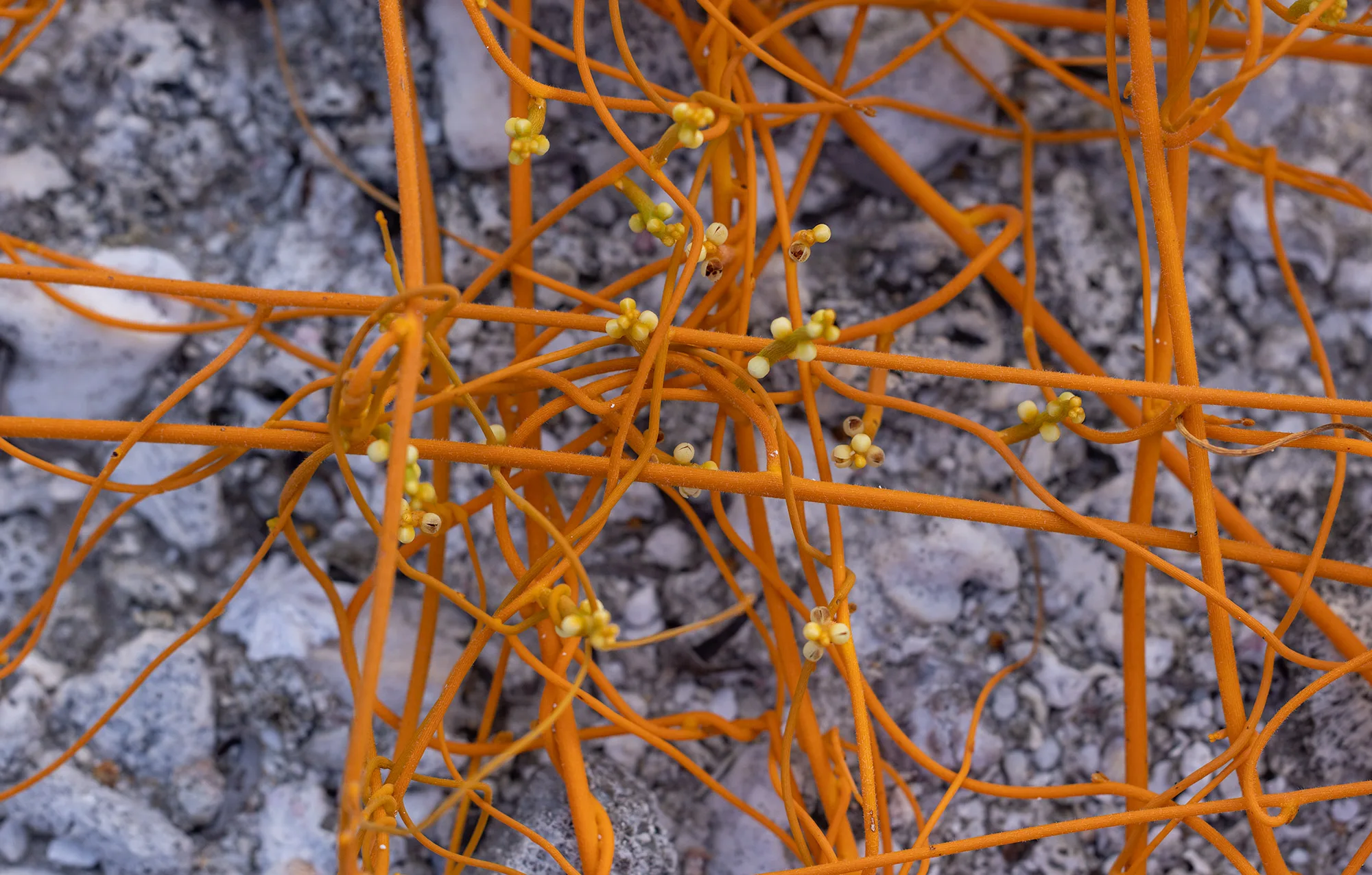 Tangled orange stems of a parasitic vine spreading across the coral rubble of Tikehau.