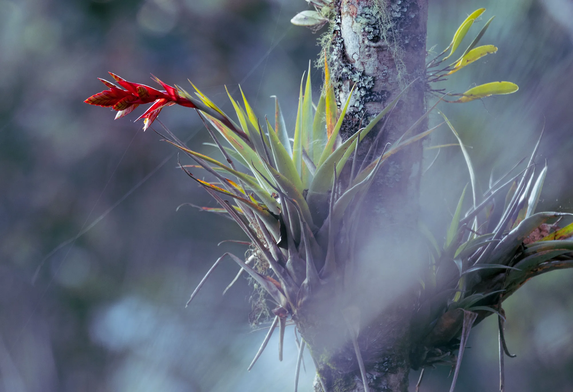 A Tillandsia air plant with a scarlet flower spike blooming on a mossy cloud-forest branch