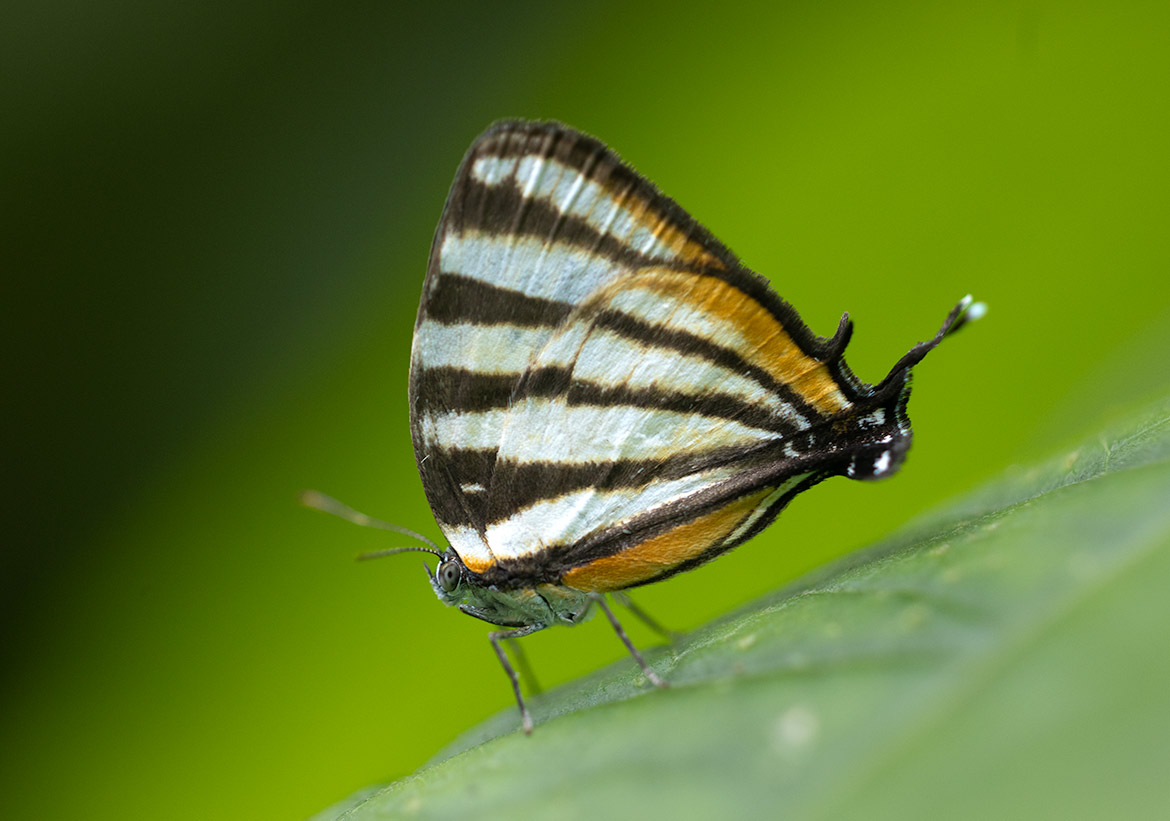 Togarna Hairstreak (Arawacus togarna), photographed in Mina, Cartago, Costa Rica