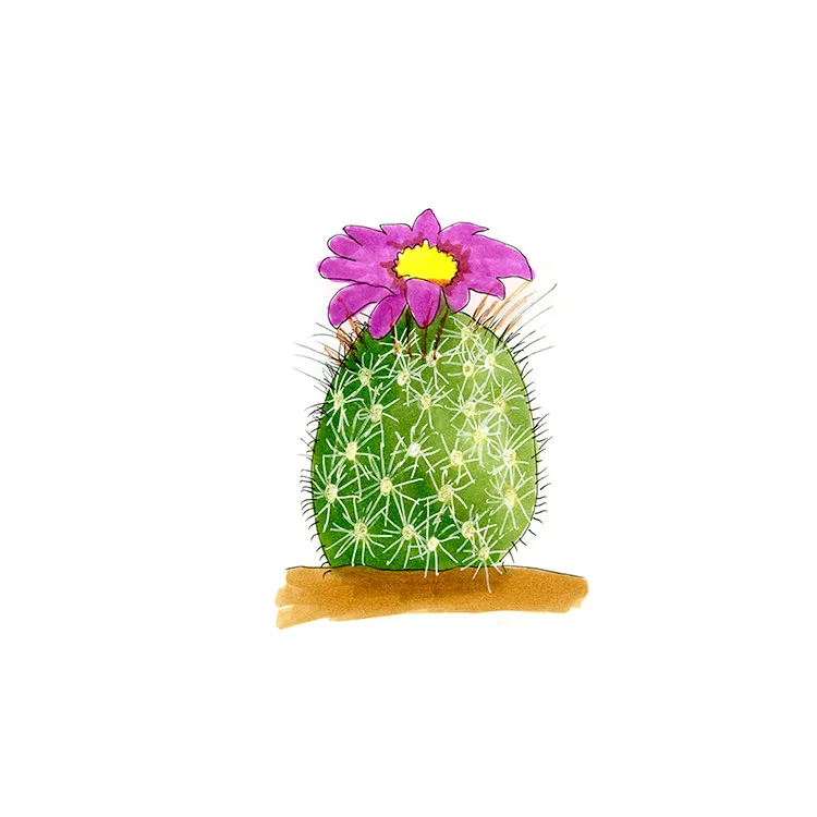 Watercolor illustration of a top cactus (Echinomastus gautii), a small barrel with pale spines and a magenta flower.