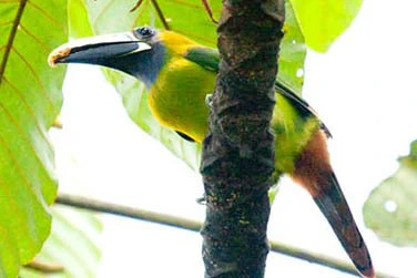 An emerald toucanet with a yellow-topped bill clinging to a mossy trunk