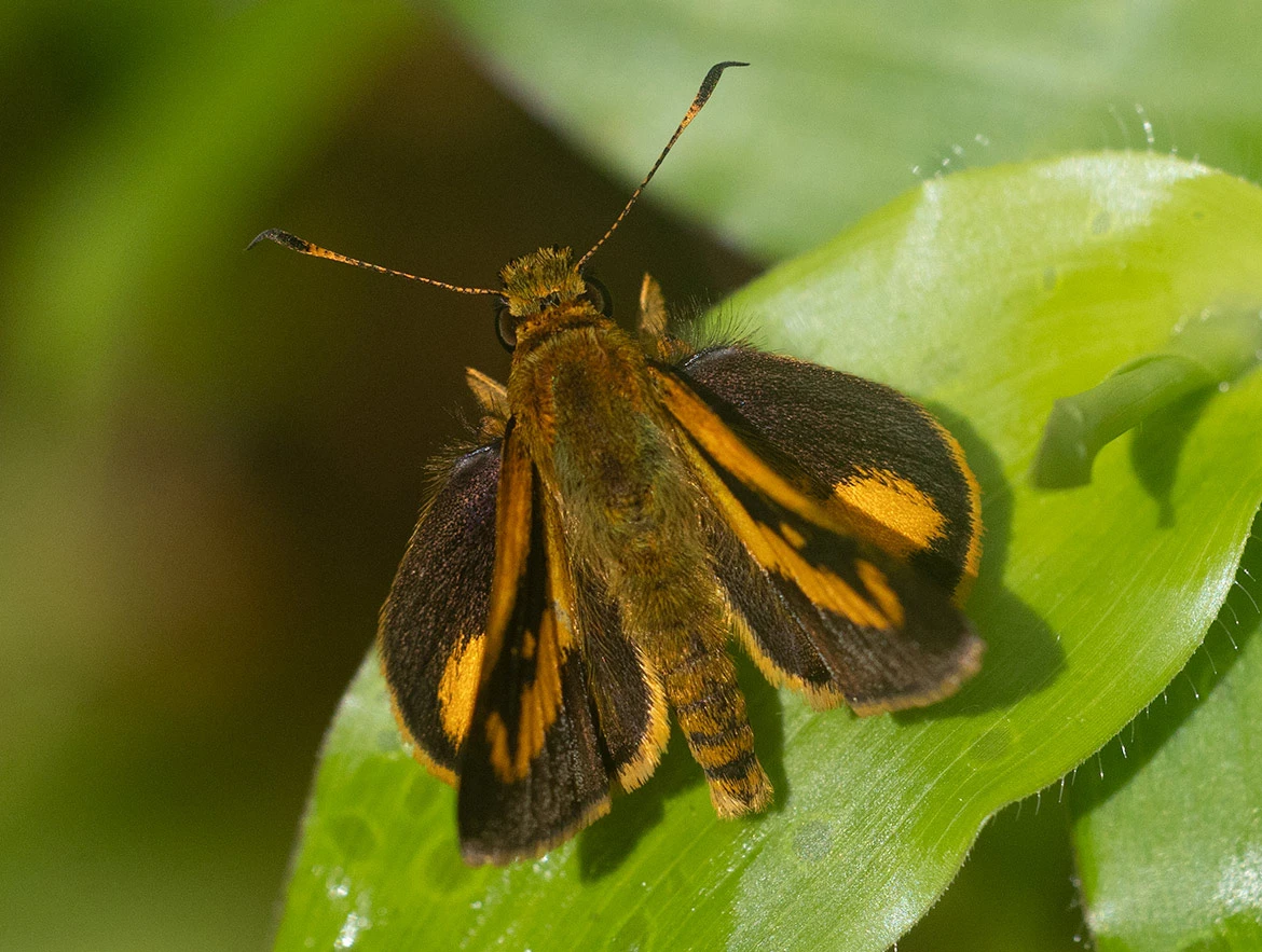 Trailside Skipper (Anthoptus epictetus), Cartago Province, Costa Rica