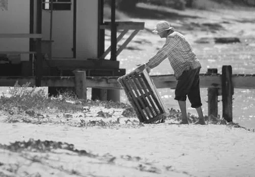 Black-and-white photo of a Bahamian man carrying a wooden crustacean trap ashore on the beach.