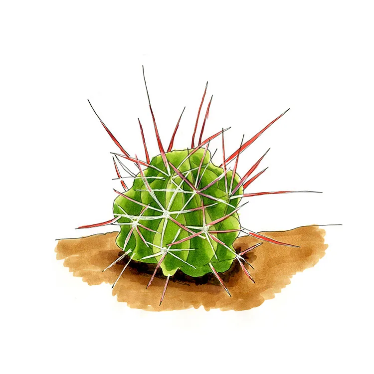 Watercolor illustration of a traveler's friend cactus (Ferocactus emoryi), a green barrel bristling with long red spines.