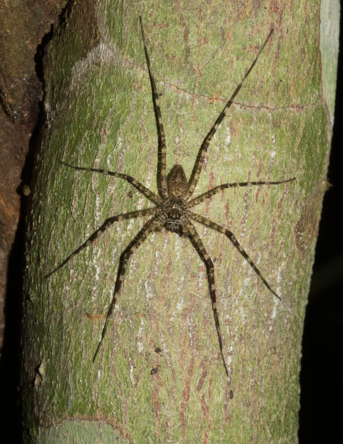 Trechalea longitarsis fishing spider photographed at night near the Tambopata River in Peru, with extremely long legs held over flooded leaf litter