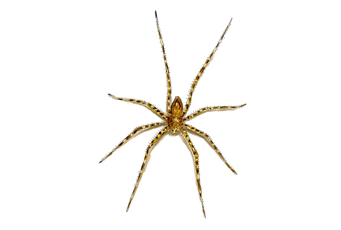 Ink and watercolor illustration of a long-legged trechaleid fishing spider, its legs banded and spined