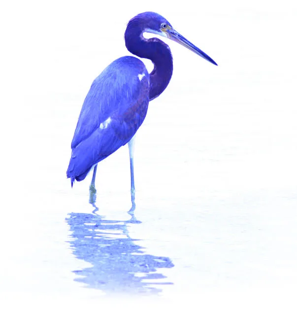 Watercolor illustration of a tricolored heron wading in still water near La Paz, its reflection below.