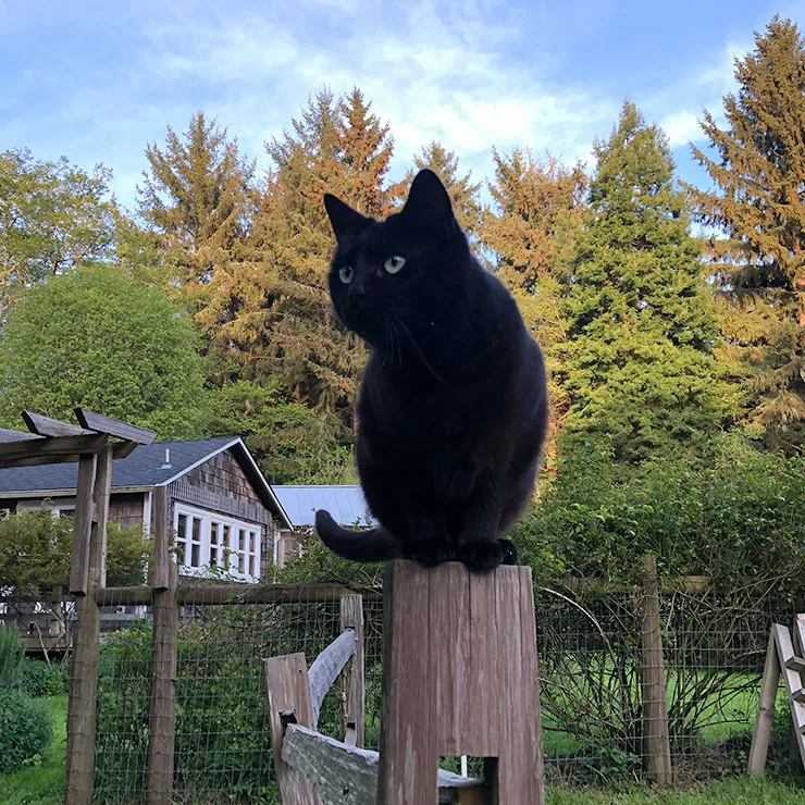 Farm cat on a small rural property near Trinidad, on the Northern California coast.