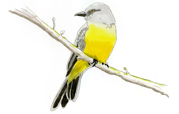 Watercolor and Copic marker sketch of a Tropical Kingbird (Tyrannus melancholicus), by Erik Gauger.