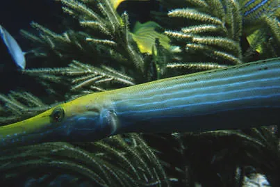 A trumpetfish (Aulostomus maculatus) swimming among the feathery soft corals off Great Guana Cay.