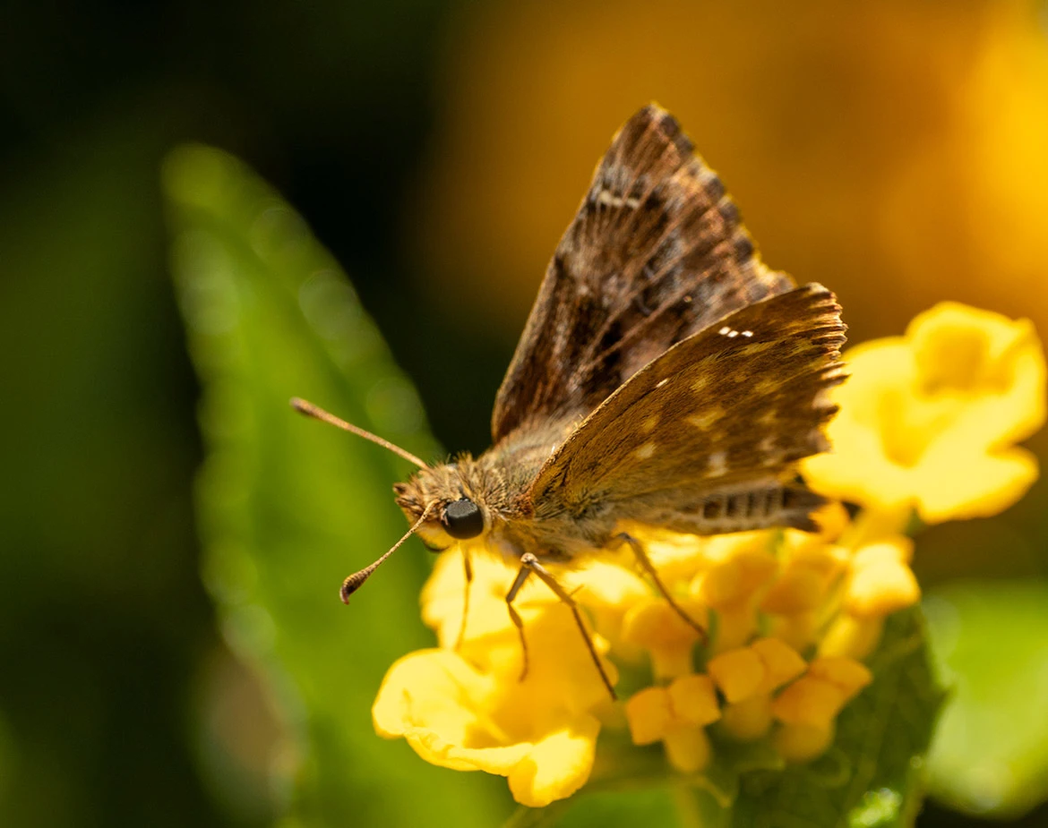 Tufted Marbled Skipper (Carcharodus flocciferus), Vittoria, Sicily, Italy