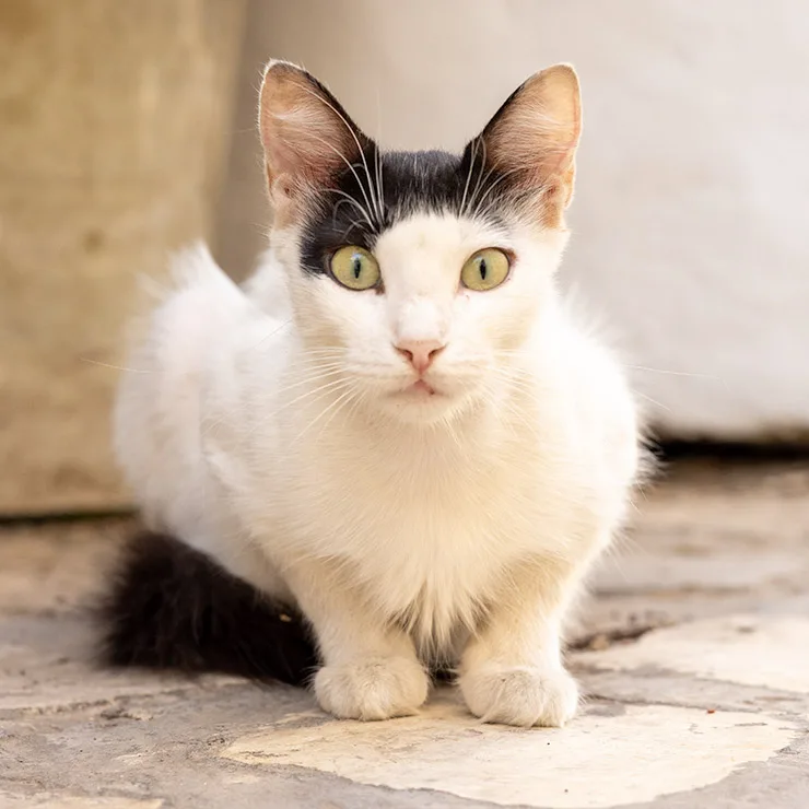 A wide-eyed alley cat with white fur and striking black markings crouched on sunlit stone in the Medina of Tunis, staring directly into the camera with alert curiosity.