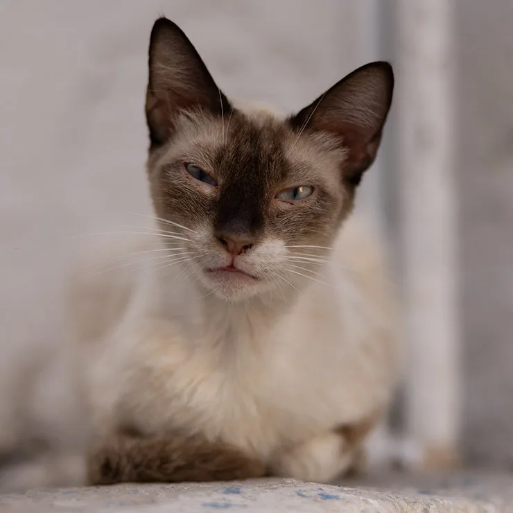 A sleek Tunisian alley cat with cream-colored fur and deep brown Siamese markings lounges against a sunlit wall, squinting with a mix of curiosity and streetwise confidence.