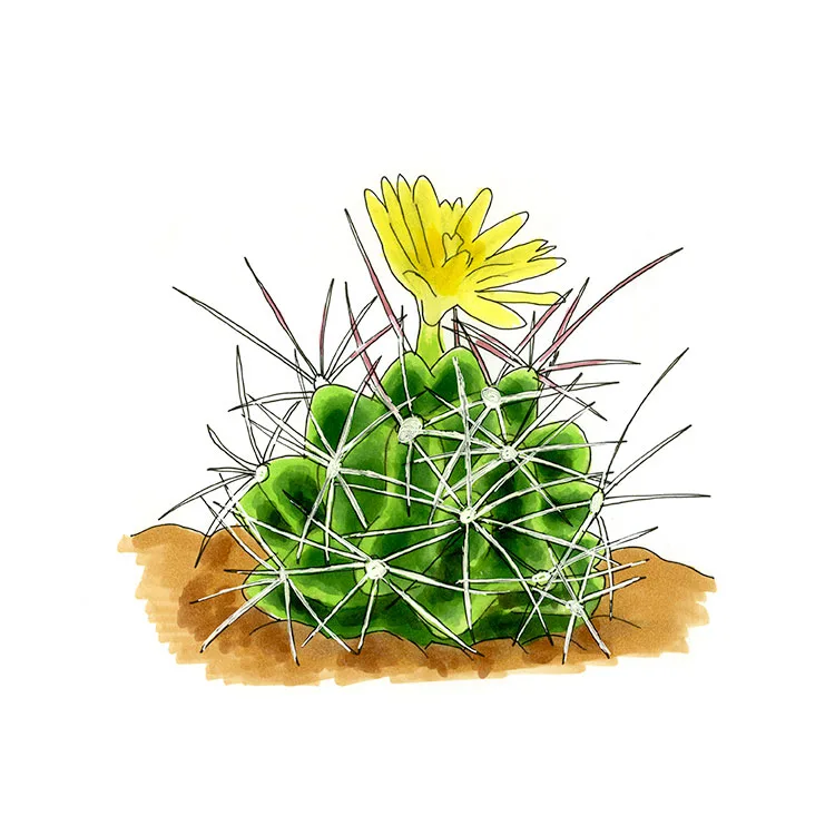 Watercolor illustration of a Turk's head cactus (Ferocactus hamatacanthus), a ribbed green barrel with long pale spines and a yellow flower.