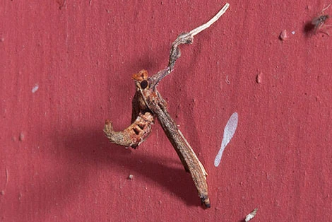 A twig-like moth that looks like a broken stick resting on a red wall.