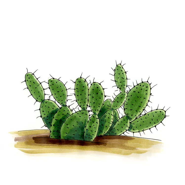 Watercolor illustration of a twistspine pricklypear (Opuntia macrorhiza), a low row of spiny pads.
